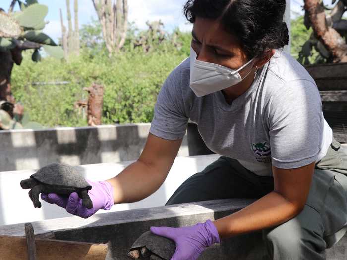 The conservancy said it is working closely with authorities to increase security around the natural tortoise nesting sites to prevent future trafficking attempts.