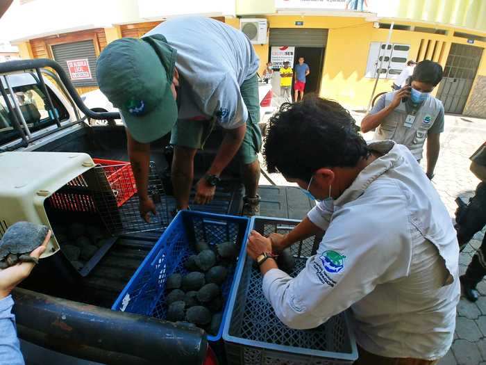 There are only 20,000-25,000 wild tortoises left living on the islands, according to estimates by the Galapagos Conservancy.