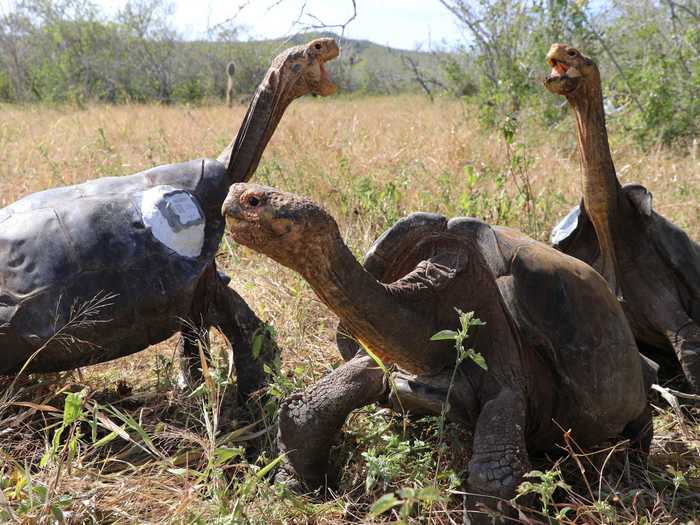 Galapagos giant tortoises are the largest living tortoises in the world, according to the World Wildlife Fund.