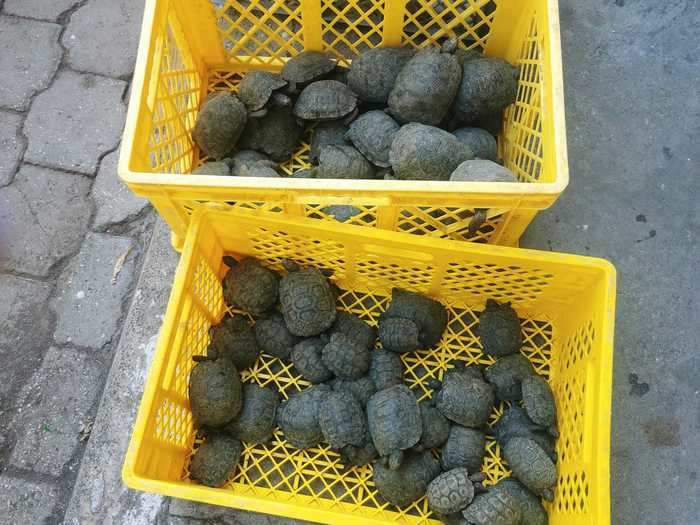 Wacho Tapia, the director of conservation at Galapagos Conservancy, said he thinks the tortoises were removed from tortoise nests on Santa Cruz Island.