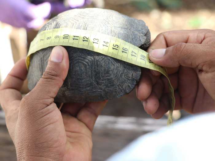 Wildlife officials estimate most of the tortoises are between one- to six-months-old, including some that appear to be newly hatched.