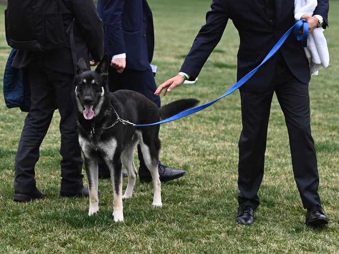 March 29, 2021: Days after his return, Major was involved in another biting incident while on a walk.