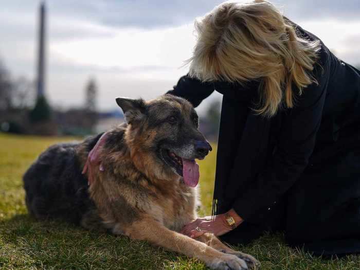 February 25, 2021: Jill Biden said in an interview with Kelly Clarkson that she was "obsessed" with helping the dogs get settled in their new home.