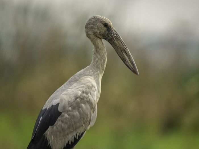 Asian openbill stork