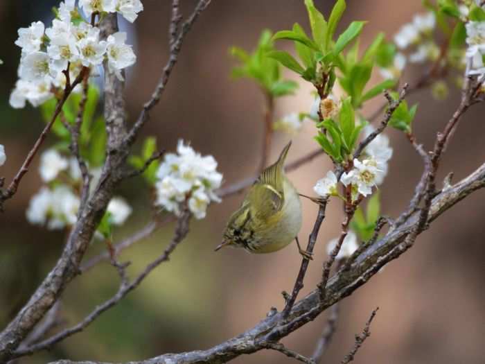 Lemon-rumped warbler