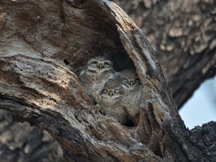 Spotted owlets