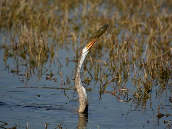 Oriental darter