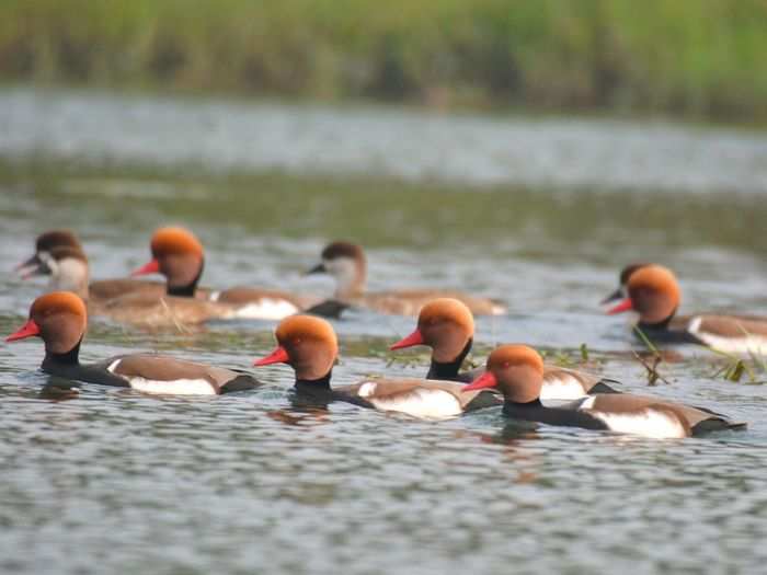 Red-crested pochard