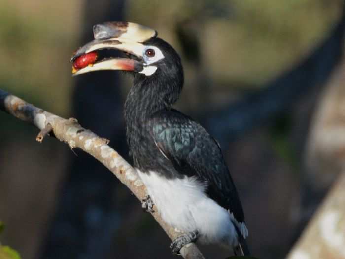 Oriental pied hornbill