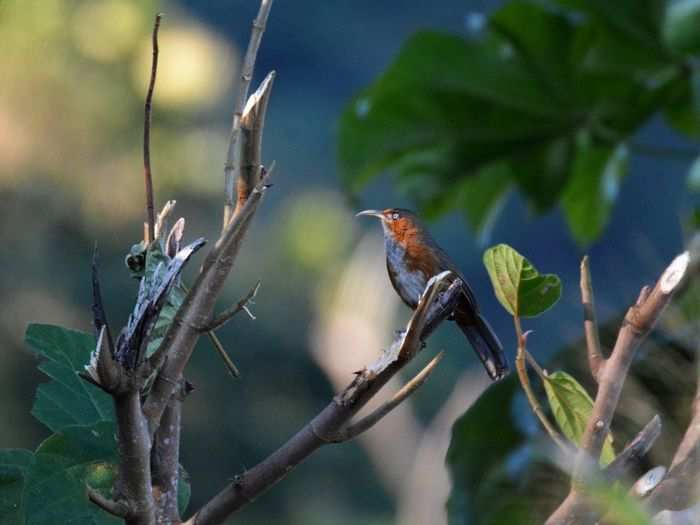 Rusty-cheeked scimitar babbler