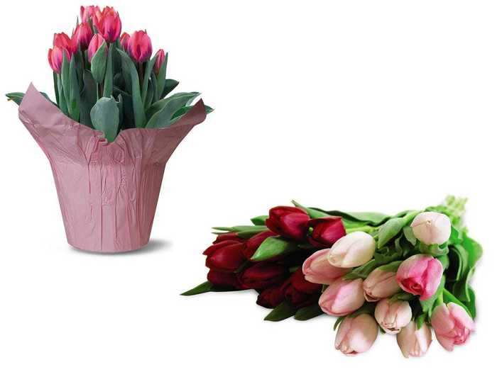 Surprise loved ones with a 10-stem tulip bouquet or flower pot.