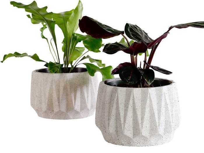 Bring vibrance to a room with these concrete planters.