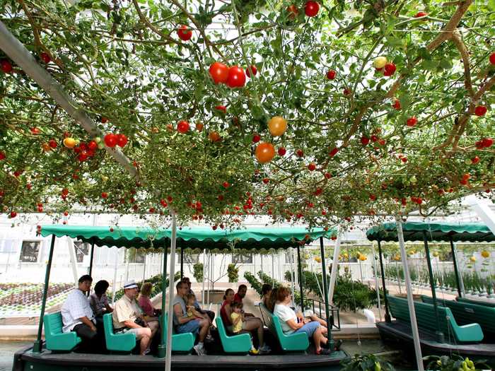 Epcot horticulturists also harvested more than 30,000 tomatoes from a single plant.