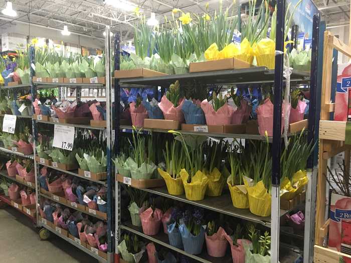 You can customize a four-pack of hyacinths and daffodils at Costco.