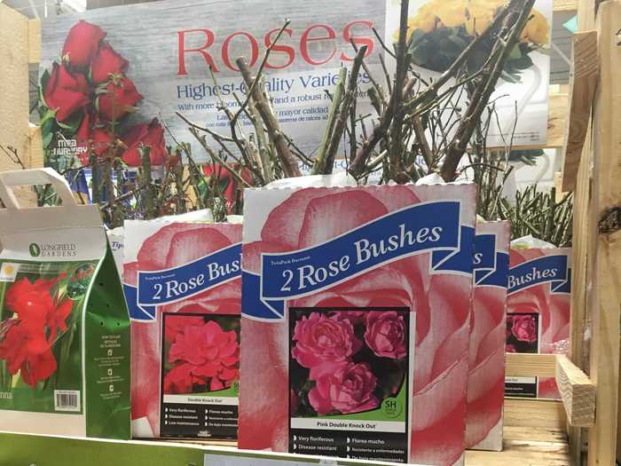 This pack of dormant rose bushes comes with detailed instructions.