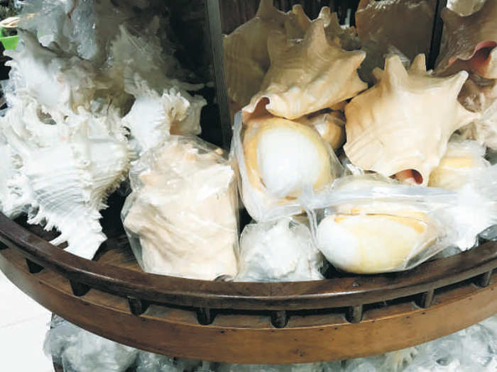 Seashells for decoration and jewelry