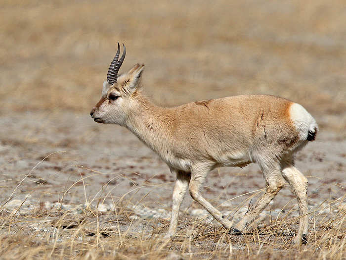 The Tibetan antelope for their wool