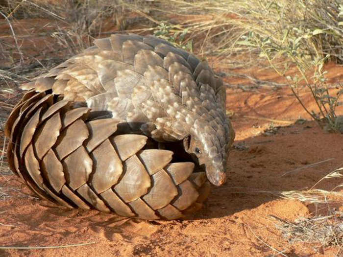 Pangolins for their meat and scales