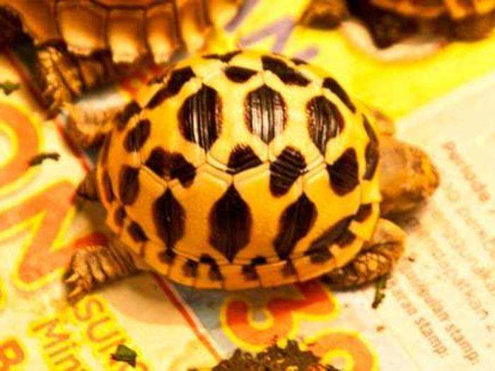 Turtles and tortoises for meat, carapace, and as pets