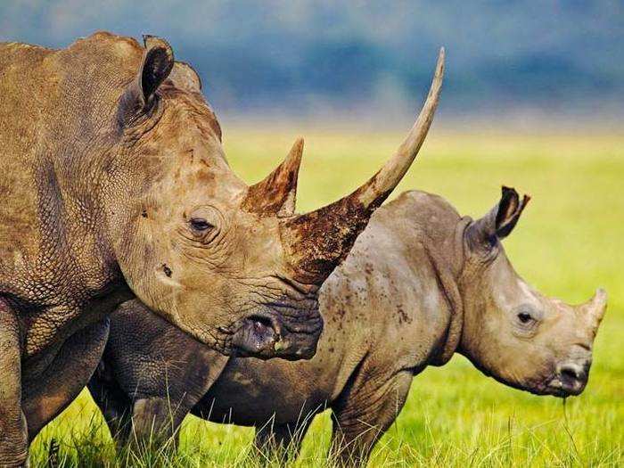 Rhinos for their horns