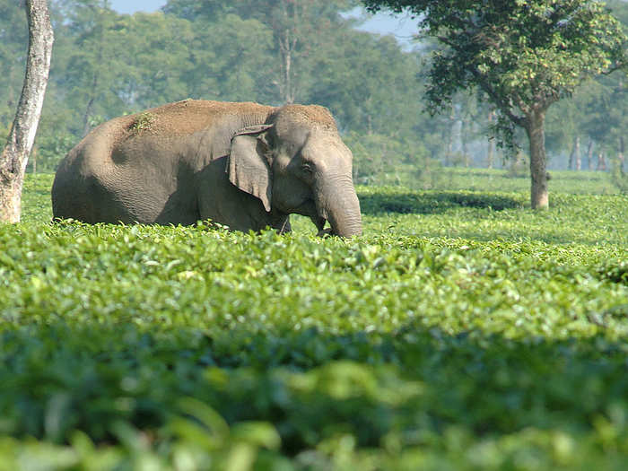 Elephants for their tusks and tail hair