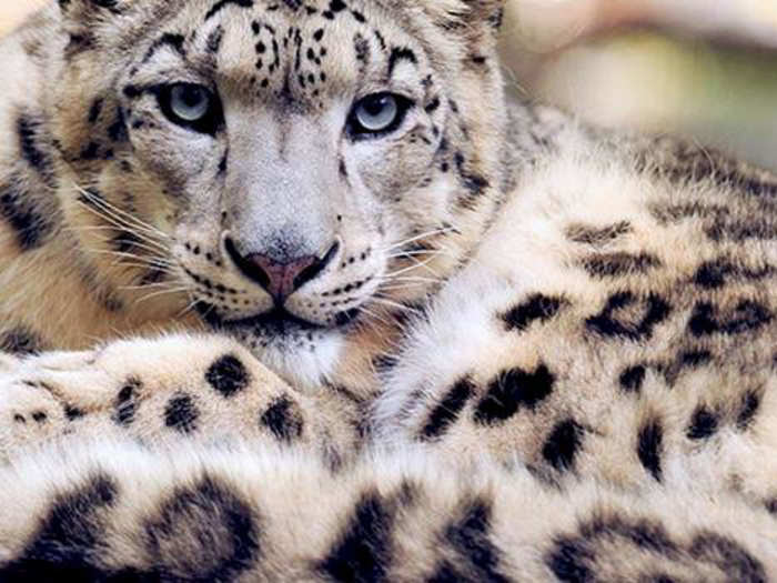 Tigers, leopards, and snow leopards for their fur