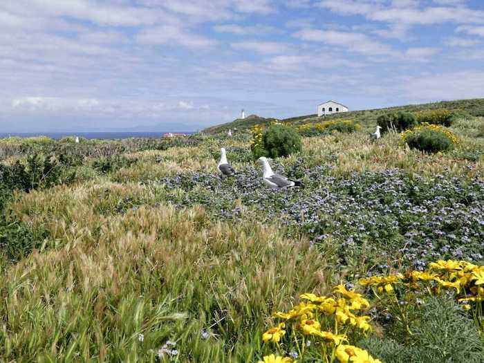 But to make the most of your day trip to Anacapa, you