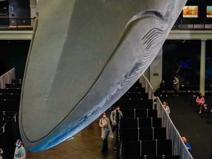 Built in the 1960s, the big blue whale is a replica of the largest animal known to humans. The model itself is 21,000 pounds of foam and fiberglass.