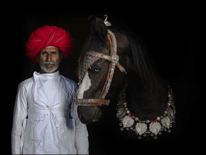 Marwari horse with keeper