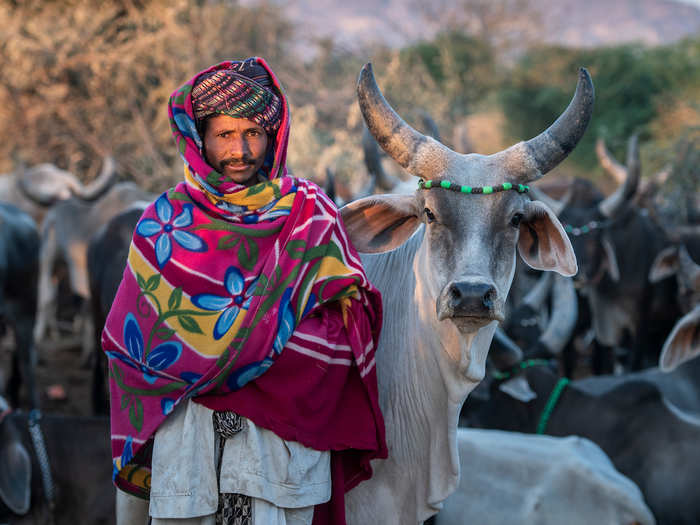 Rabari man posing with his Kankrej cow