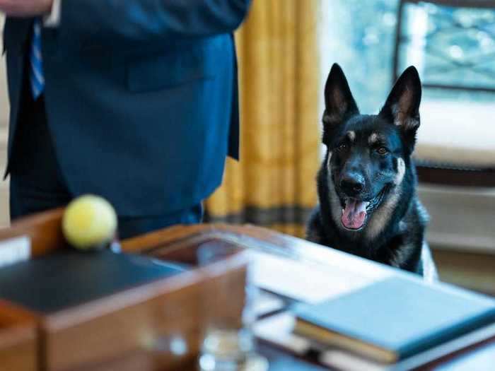 Major was photographed eyeing a tennis ball on the Resolute Desk.