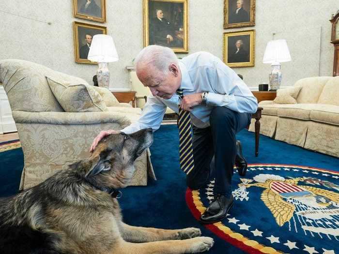 Biden leaned down to pet Champ in the Oval Office in February.