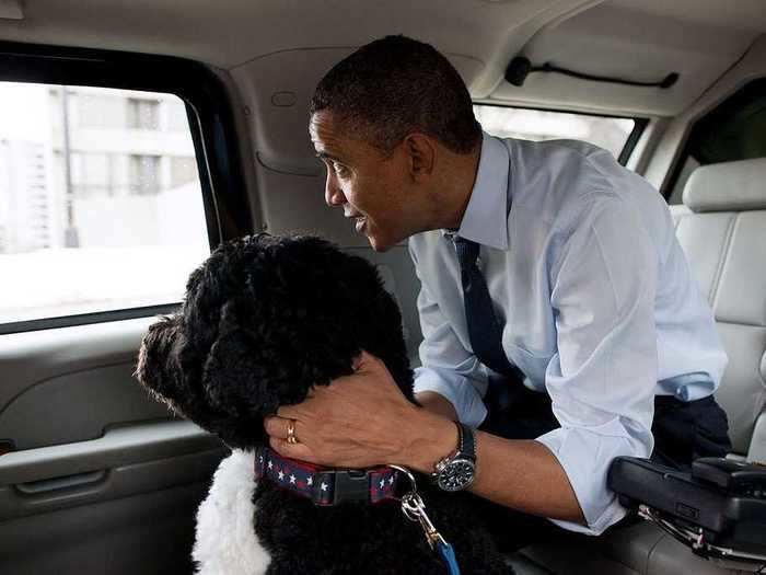 Bo rode in the presidential limousine on a trip to PetSmart in 2011.