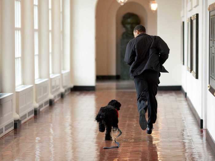 White House photographer Pete Souza captured Bo running after Obama in the East Colonnade in 2009.
