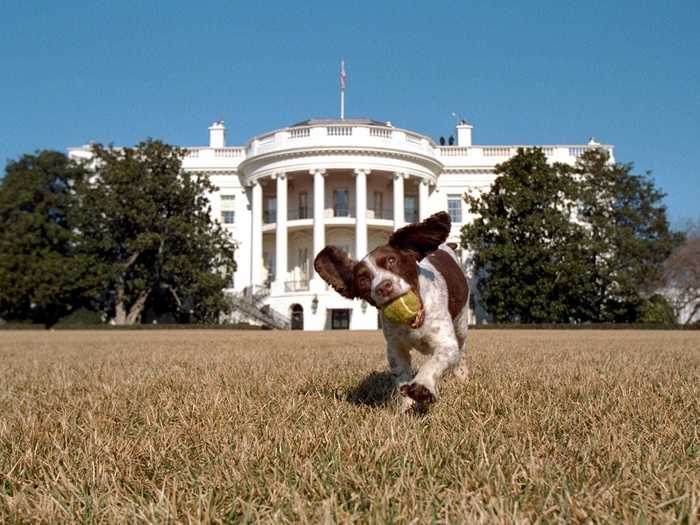 Spot was pictured running on the South Lawn with a tennis ball in his mouth in 2001.