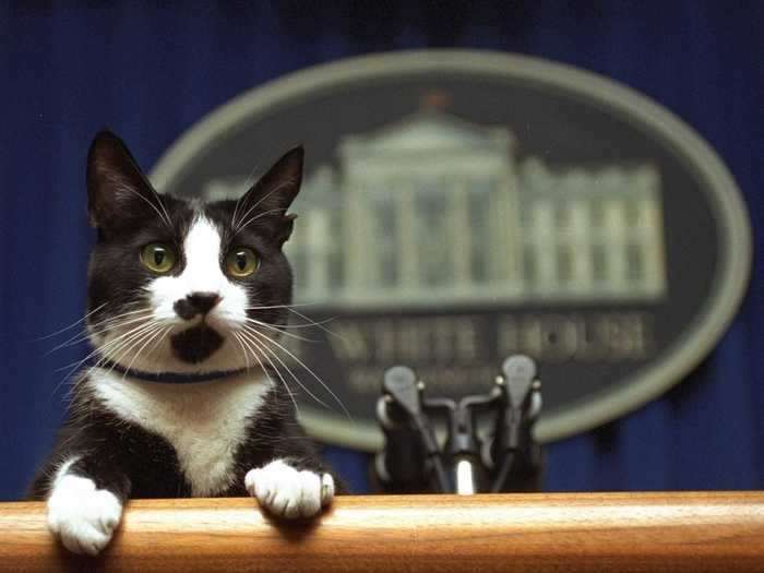 A White House staffer lifted Socks up to the podium in the briefing room in 1994.
