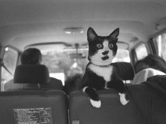 Socks perched on the backseat of the White House van in 1993.