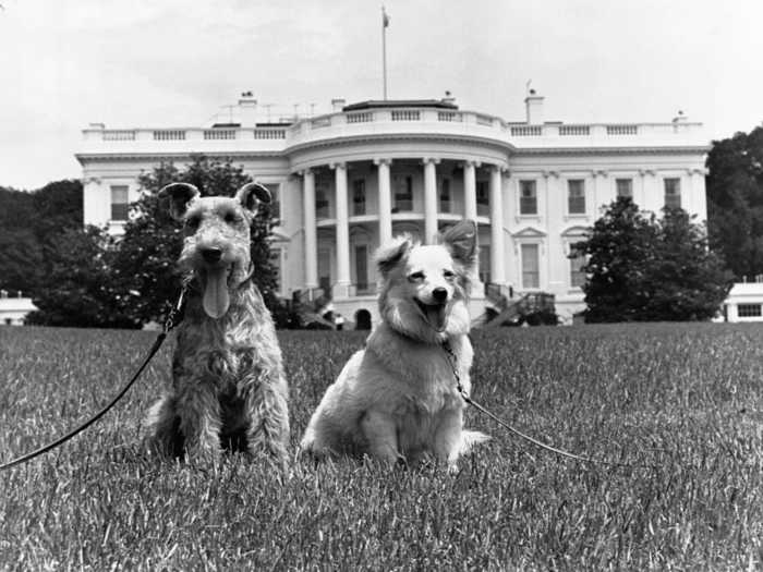John F. Kennedy had a total of eight White House dogs.