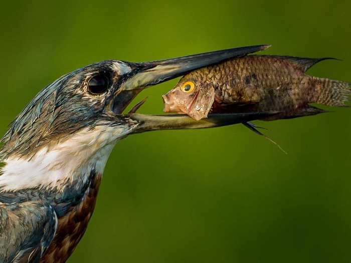 In Brazil, Txema Garcia Laseca titled this photo of an Amazon kingfisher chowing down "Houston, We