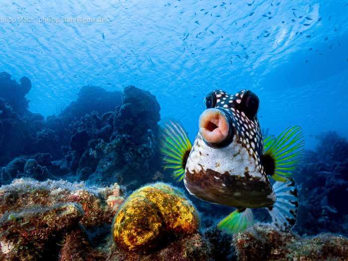 Philipp Stahr titled this photo of a puckering boxfish "Sweet Lips Are For Kissing."