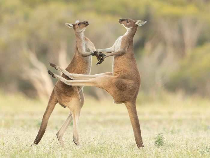 Lea Scaddan captured a kangaroo with imprecise aim in "Missed."