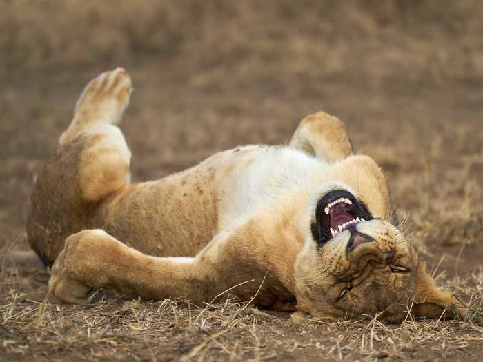 Giovanni Querzani titled this photo of a lion "ROFL," which is internet-speak for "rolling on the floor laughing."