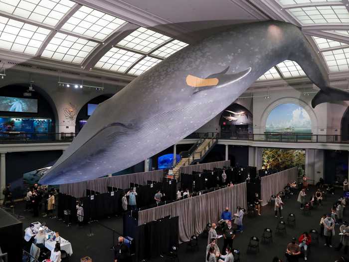 New York City residents aged 18 and over can have the jab administered under the 94ft blue whale suspended from the ceiling of the Natural History Museum.