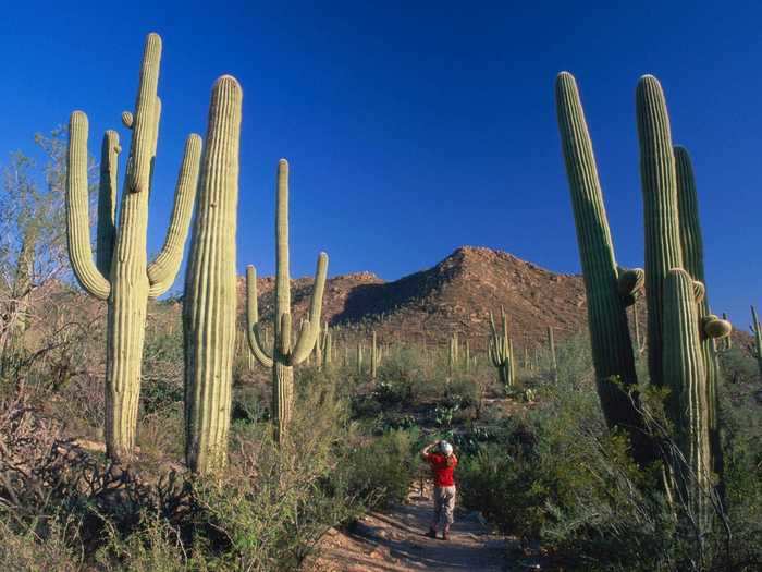 Visitors can view the largest cacti in the US at Saguaro National Park in southern Arizona.