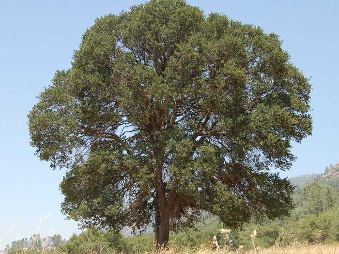 The hundreds of fossilized trees found at the site so far can help scientists understand what happened  to California