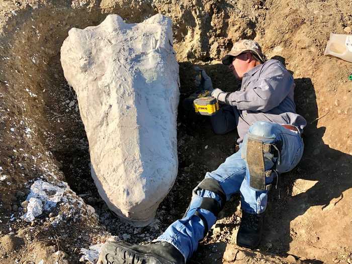 Francek has found fossils from numerous gomphotheres, including an enormous, complete lower jaw and tusks.