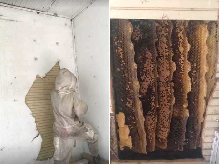 While a house might not be a surprising place to find bees, she was shocked to discover five floor-to-ceiling hives in one home.