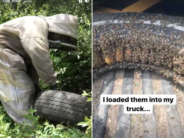 Bees typically like dark, enclosed spaces, so Thompson was surprised to find a hive wrapped around a tire.