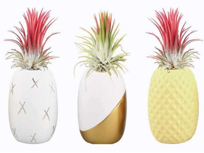 Bring the outdoors inside with these summer air plants.