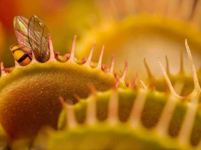 In this photo by Nick Kanakis, an unsuspecting hoverfly is rendered immobile by a Venus flytrap.
